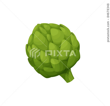 Globe artichoke or green thistle isolated vegetarian food. Vector cynara cardunculus flower bud, healthy veggie greens. Realistic fresh french artichoke head, salad ingredient. Edible globe artichoke 84678348
