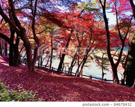 水邊的紅葉【東公園蘆之邊池/愛知縣岡崎市】 84678432