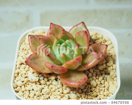 多汁香檳 84678598