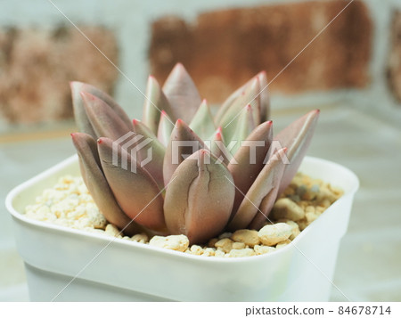 Succulent ruby donna Succulent ruby donna 84678714
