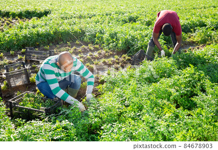 Team of farmers harvesting parsley on farm field Team of farmers harvesting parsley on farm field 84678903