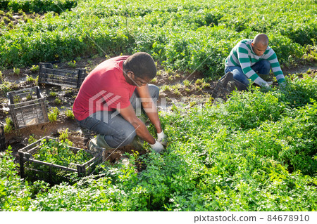 Team of farmers harvesting parsley on farm field 84678910