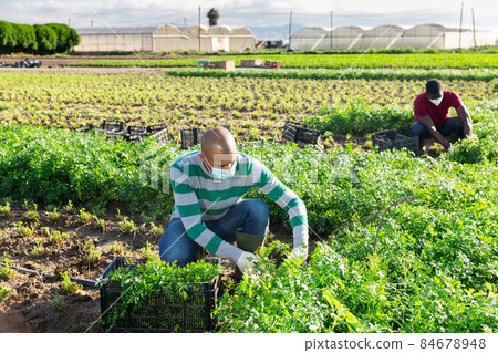 Latino male farmer wearing mask picking parsley 84678948
