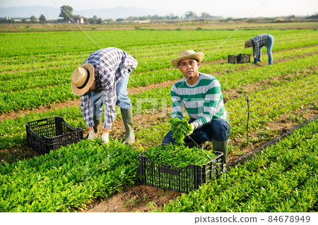 Male farm workers picking arugula on field 84678949