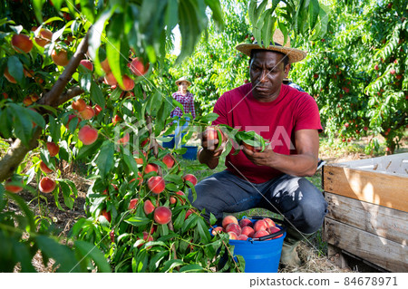 Successful male owner of orchard gathering harvest of peaches on sunny day Successful male owner of orchard gathering harvest of peaches on sunny day 84678971