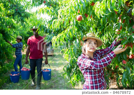Young Hispanic female owner of orchard gathering harvest of peaches Young Hispanic female owner of orchard gathering harvest of peaches 84678972