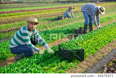 Farmer harvesting canonigos leaf on plantation Farmer harvesting canonigos leaf on plantation 84678973