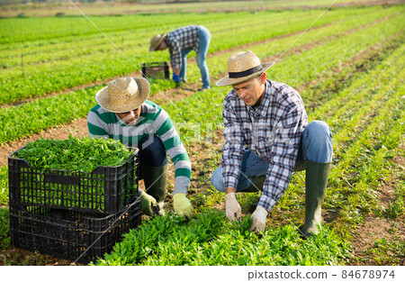 Farmers picking arugula on leafy vegetables plantation Farmers picking arugula on leafy vegetables plantation 84678974
