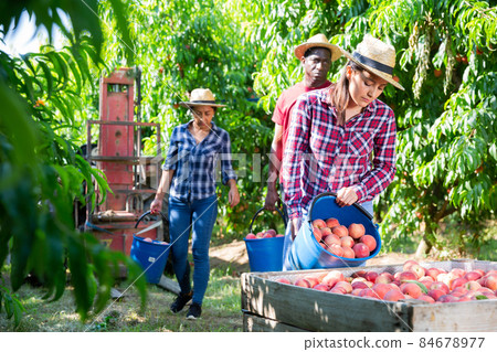Female farmer preparing ripe peaches for transportation on fruit farm Female farmer preparing ripe peaches for transportation on fruit farm 84678977