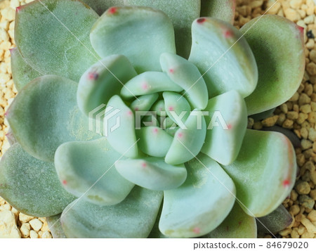 多肉植物Laweelinse 多肉植物Laweelinse 84679020
