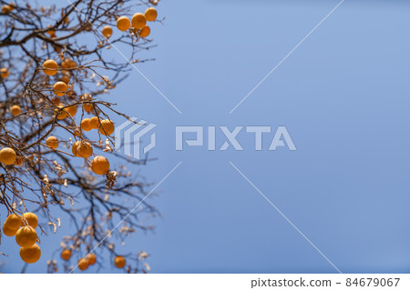 Concept of autumn, health and ecology. Oranges hang on dry branches without leaves against a blue sky. Copy space 84679067