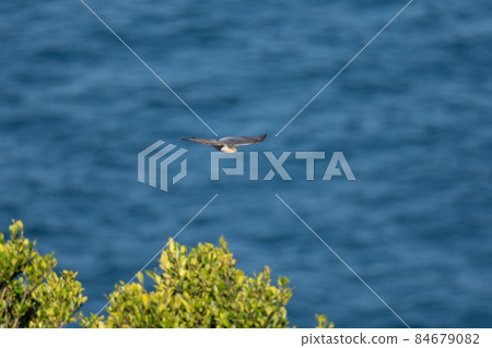 Sparrowhawk crossing the Naruto Strait in autumn 03 84679082
