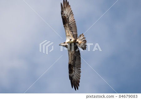 Osprey grabbed a big fish in the fall 84679083