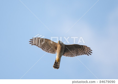 A young sparrowhawk sailing in the background of the blue sky in autumn 84679090