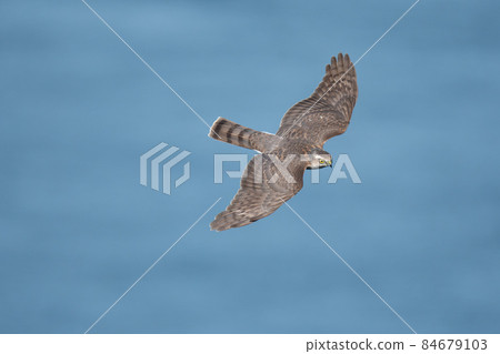 A sparrowhawk with beautiful feathers flying under the eyes in the back of the Naruto Strait in the fall 84679103