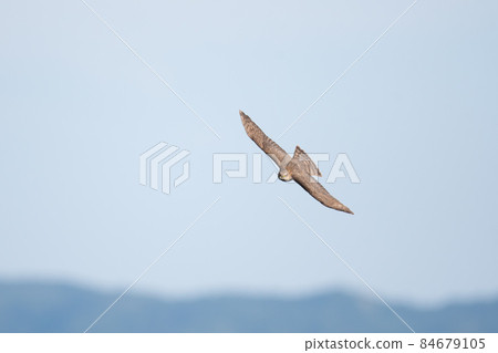 Sparrowhawk sailing over the Naruto Strait in autumn 84679105