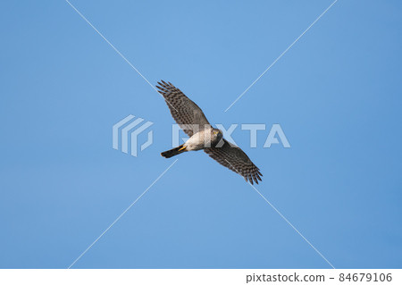 Sparrowhawk flying over the blue sky in the fall Sparrowhawk flying over the blue sky in the fall 84679106