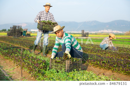 Focused male farmer picking red leaf mustard Focused male farmer picking red leaf mustard 84679131
