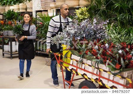 Flower market. Seller delivers potted flowers on pushcart 84679207