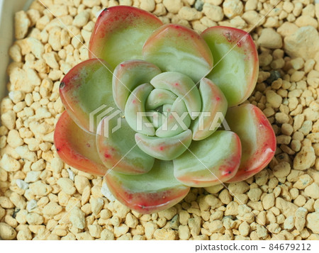 多肉植物 Amabile 多肉植物 Amabile 84679212
