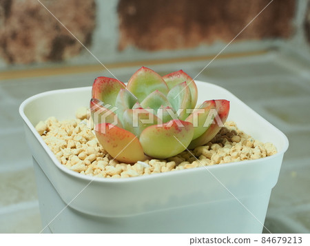 多肉植物 Amabile 多肉植物 Amabile 84679213