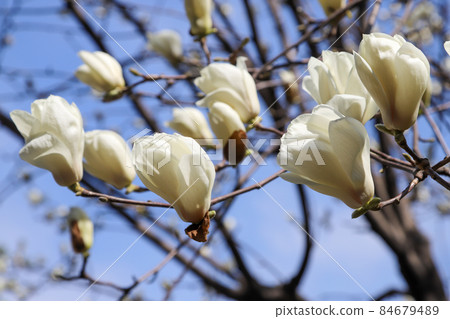 Haku Mokren 84679489