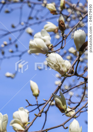 Haku Mokren 84679490