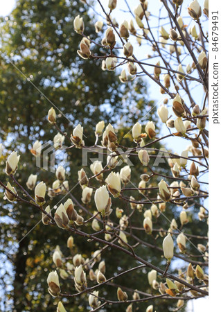 Haku Mokren 84679491