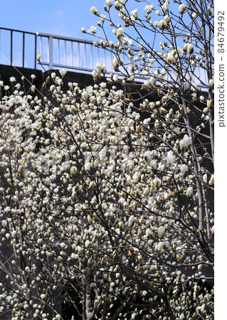 Haku Mokren 84679492