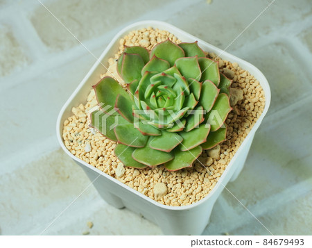 多汁的油漆女士 84679493