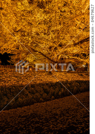 Shimousca的Great Ginkgo Shimousca的Great Ginkgo 84679627