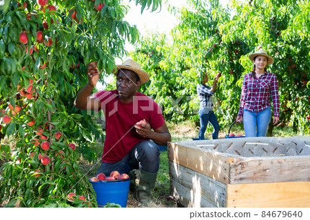 Successful male owner of orchard gathering harvest of peaches on sunny day 84679640
