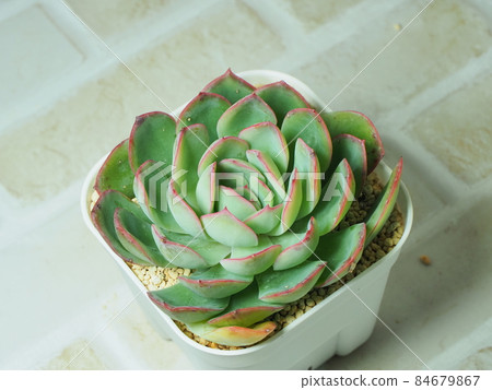 多汁的晨露 84679867