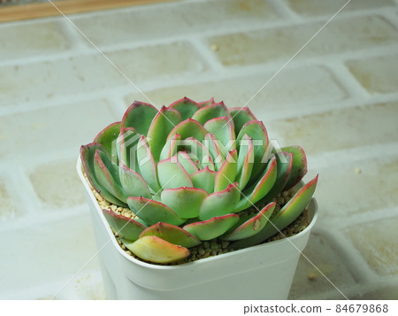 多汁的晨露 多汁的晨露 84679868