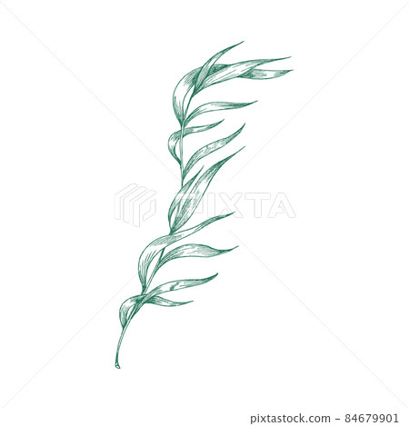 Seaweed plant with leaves, engraving hand drawn vector illustration isolated. Seaweed plant with leaves, engraving hand drawn vector illustration isolated. 84679901