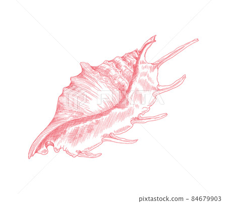 Marine lambis shell or conch in hand drawn sketch style, vector illustration isolated on white background. Marine lambis shell or conch in hand drawn sketch style, vector illustration isolated on white background. 84679903