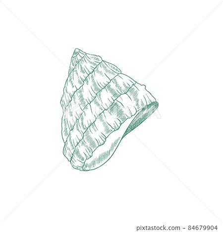 Seashell for sea snail in engraved sketch style, vector illustration isolated on white background. Seashell for sea snail in engraved sketch style, vector illustration isolated on white background. 84679904
