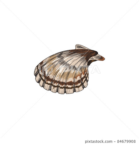 Scallop or clam seafood in colored sketch style, vector illustration isolated on white background. Scallop or clam seafood in colored sketch style, vector illustration isolated on white background. 84679908