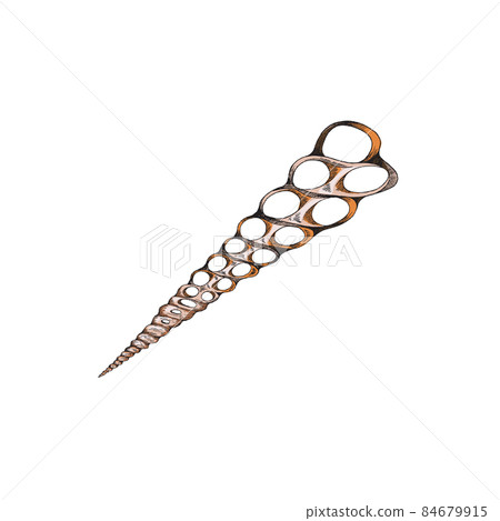Sharp seashell with holes in hand drawn sketch style, vector illustration isolated on white background. Sharp seashell with holes in hand drawn sketch style, vector illustration isolated on white background. 84679915