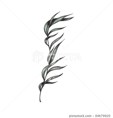Water submerged plant, sketch vector illustration perfect for print or decoration. Pondweed grass swaying underwater. 84679920