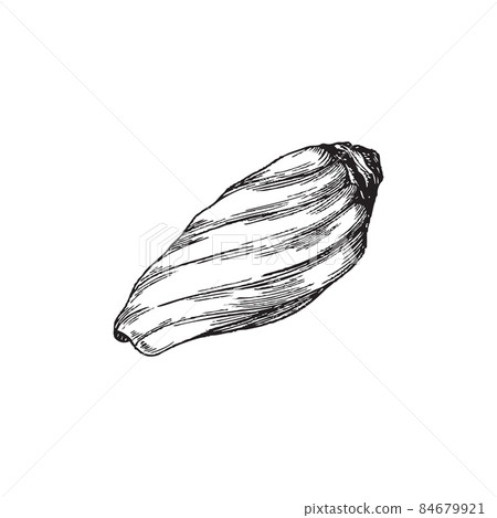 Sea shell in monochrome sketch style for nautical design, vector illustration isolated on white background. Sea shell in monochrome sketch style for nautical design, vector illustration isolated on white background. 84679921