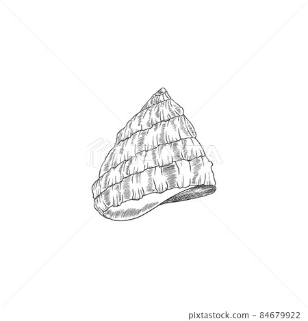 Sea shell in cone shape, engraving vintage style vector illustration isolated. 84679922