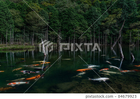 Ichi's Tsubaki Sakura Ichi's Tsubaki Sakura 84679923