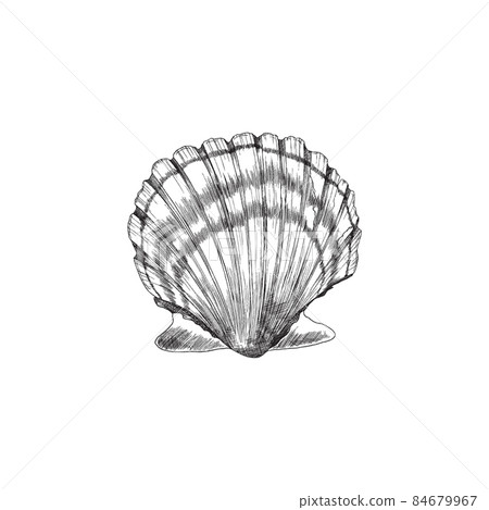 Scallop or shell in sketch style with engraving, vector illustration isolated on white background. Scallop or shell in sketch style with engraving, vector illustration isolated on white background. 84679967