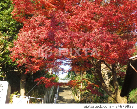 Autumn leaves of Ikegami Terueiin Myomizaka, Ota-ku, Tokyo Autumn leaves of Ikegami Terueiin Myomizaka, Ota-ku, Tokyo 84679982
