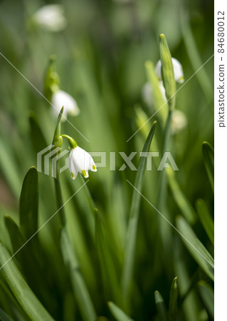 Snowflake Snowflake 84680012