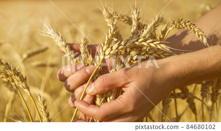 The farmer carefully checks the quality of the crop. The farmer carefully checks the quality of the crop. 84680102