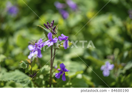 Murasakihanana Murasakihanana 84680190