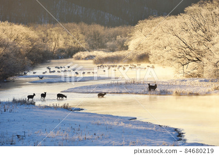 一群梅花鹿出現在被朝陽染成霧靄的日本鶴的棲息地中（北海道鶴居） 84680219