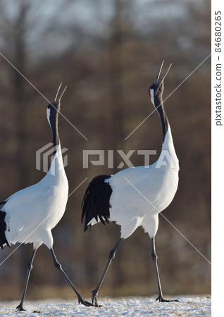 Red-crowned crane singing (Hokkaido) 84680265